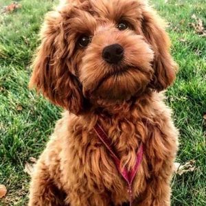 Meet your Posher, Katherine